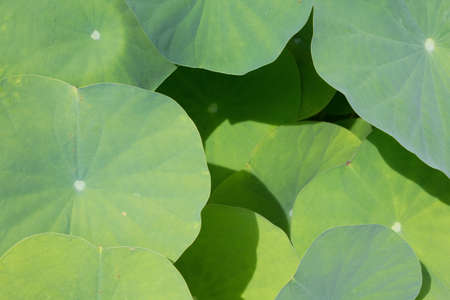Lotus leaf