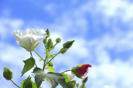 Trees Furong native to rural footpath flowers and autumn skyの写真素材