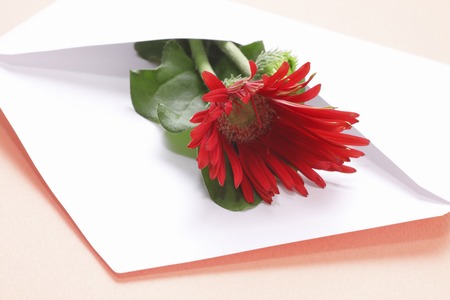 Red gerbera flowers were placed in a white envelopeの写真素材