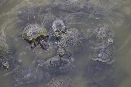 Turtle pond in the parkの写真素材