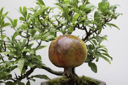 Bonsai of pomegranate