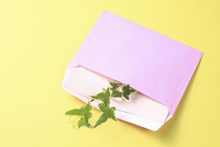 Foliage plants were placed in a pink envelope