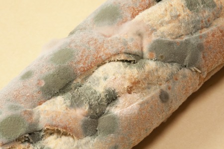 Mold on bread