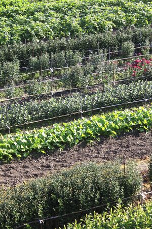 Vegetable garden