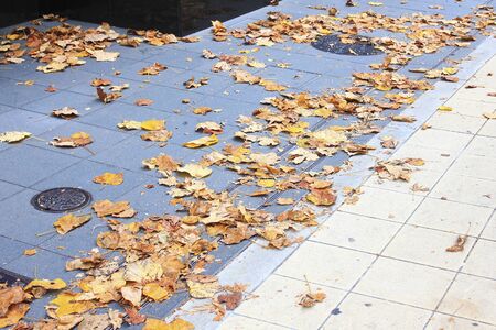 Trail leaves fell