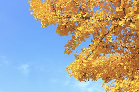 Ginkgo biloba yellowcolored leaves