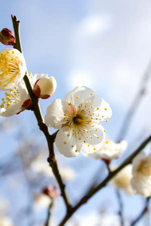 Plum blossomの写真素材