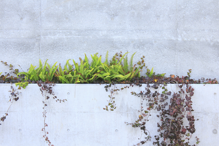 Plants that are crawled on the walls of the concreteの写真素材