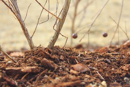 Burke to be laid to flower bedsの写真素材