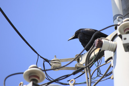 Utility pole of crowの写真素材