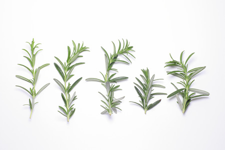 Rosemary leavesの写真素材