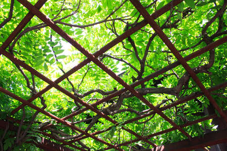 Wisteriaの写真素材