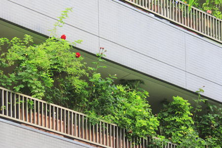 Mansion veranda of the green curtainの写真素材