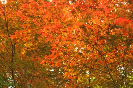 Maple leavesの写真素材