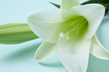 Lily flowerの写真素材