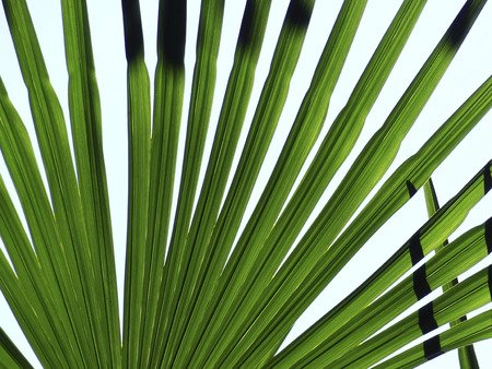 Palm leafの写真素材