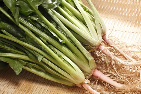 Spinachの写真素材