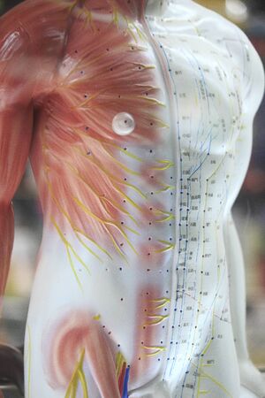 Model of Shiatsu of potの写真素材