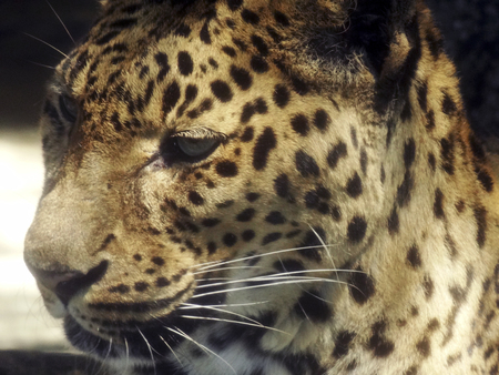 Leopard faceの写真素材