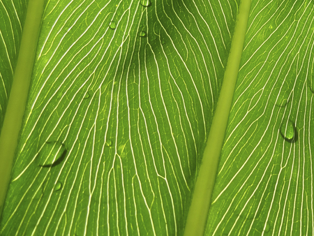 Leaf serum