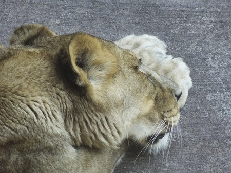 Lion Faceの写真素材