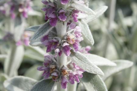 Lamb's ears of flowersの写真素材