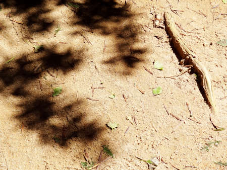 Sunbeamsの写真素材