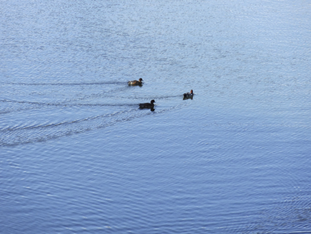 Water surface of duckの写真素材