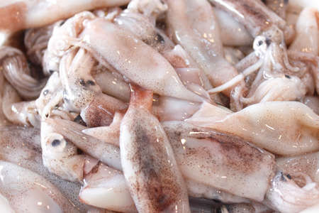 Raw squid