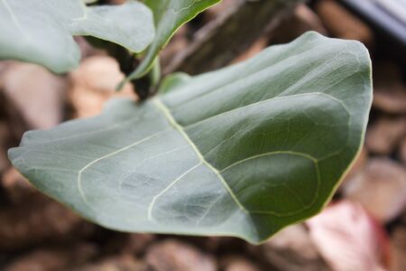 Green leafの写真素材