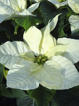 White poinsettiaの写真素材