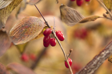 Red fruitの写真素材