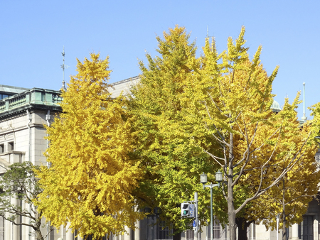 Mido Ginkgo leaves