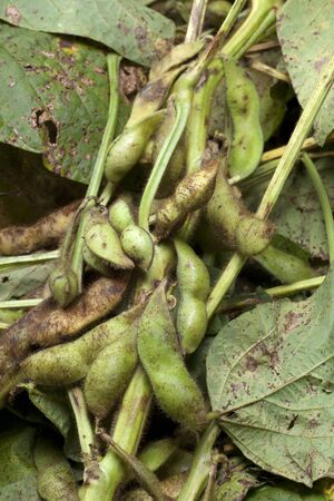 Tamba Edamame beansの写真素材