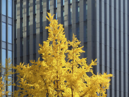 Mido Ginkgo leavesの写真素材