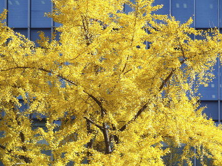 Mido Ginkgo leaves