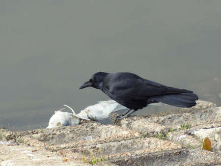 Crow hunts a garbageの写真素材