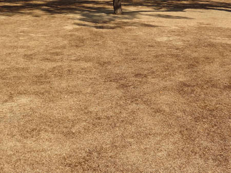 Open burning traces of the lawnの写真素材