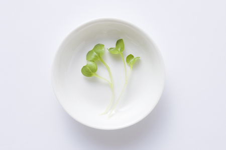 Shellfish cracking radish was placed in a white dishの写真素材
