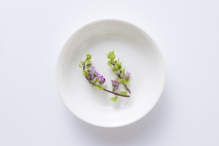 Aojiso of flowers was placed in a white dishの写真素材