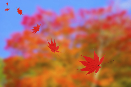 Autumn leavesの写真素材