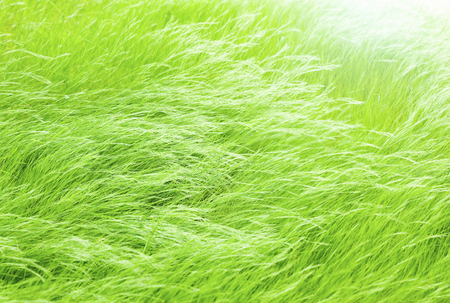 Wind and grasslandの写真素材