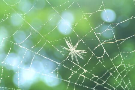 Spider's Web