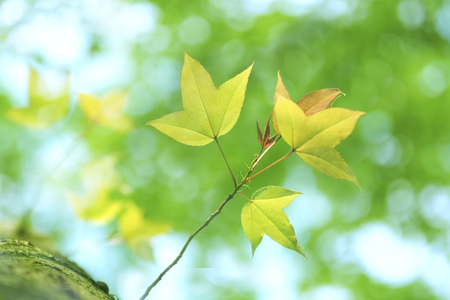 Fresh green leavesの写真素材