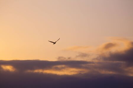 Empty dawn