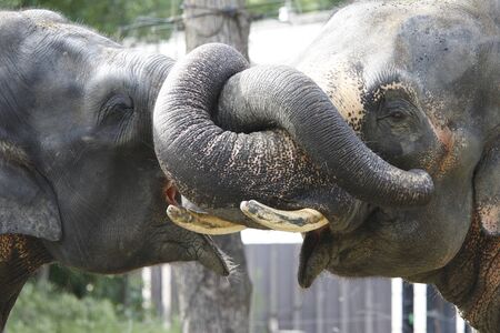 The Indian elephant