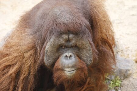 Borneo orangutansの写真素材