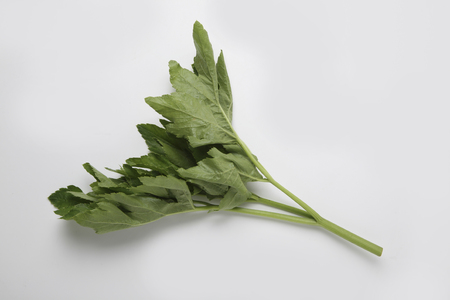 Angelicaの写真素材