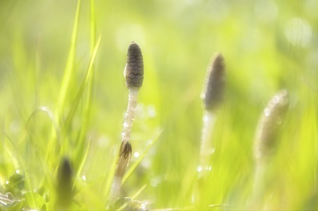 Horsetailの写真素材