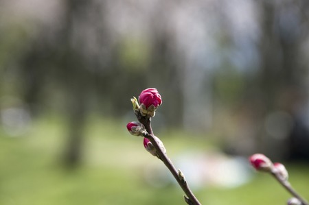 Phenologyの写真素材